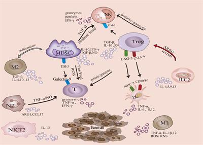 Immunotherapy: Reshape the Tumor Immune Microenvironment